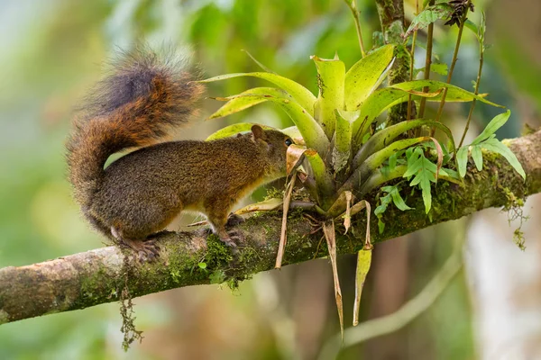 Northern Amazon Red Squirrel - Sciurus igniventris, beautiful squirrel from South America forests, eastern Andean slopes, San Isidro lodge, Ecuador.