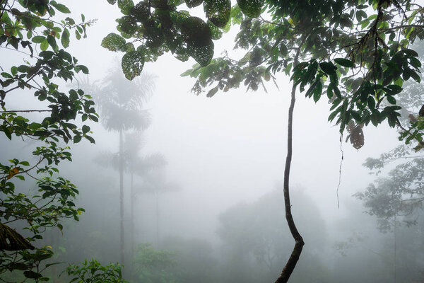 Cloud forest  Amagusa, fogy view inside the tropical forest in Amagusa, South America forests, western Andean slopes, Ecuador.