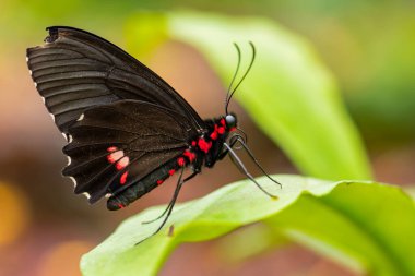 Zümrüt yamalı Cattleheart - Parides sesostris, Güney Amerika ormanlarından ve çalılarından güzel renkli apollo, Ekvador.