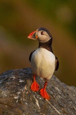 Atlantik Martı - Fratercula arktika, Atlantik Okyanusu 'nda balık tutan güzel renkli deniz kuşları, Runde Adası, Norveç