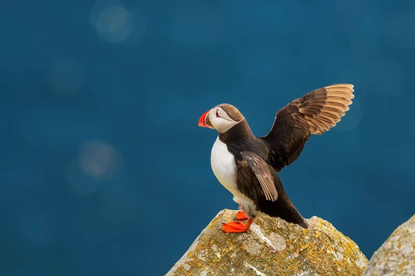 Puffin Atlantycki Fratercula Arctica Piękne Kolorowe Połowy Ptaków Morskich Oceanie — Zdjęcie stockowe