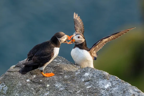 Puffin Atlantycki Fratercula Arctica Piękne Kolorowe Połowy Ptaków Morskich Oceanie — Zdjęcie stockowe