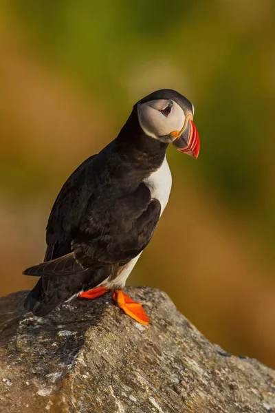 Atlantic Puffin Fratercula Arctica Beautiful Colorful Sea Bird Fishing Atlantic — Stock Photo, Image