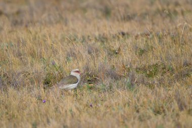 And dean Lapwing - Vanellus ışıldıyor, Andean dağlarından güzel ve nadir bir kanat çırpıyor, Antisana, Ekvador.