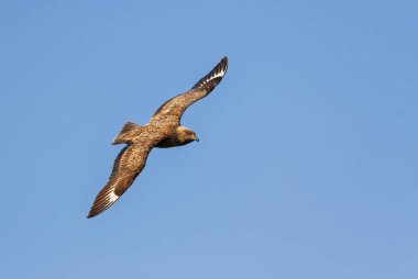 Great Skua - Catharacta skua - Kuzey Atlantik Okyanusu 'ndan büyük kahverengi deniz kuşu, Runde Adası, Norveç.