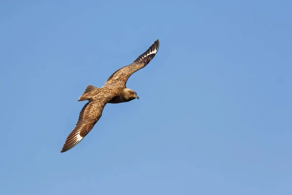 Grande Skua Catharacta Skua Grande Ave Marinha Marrom Oceano Atlântico — Fotografia de Stock