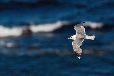 Martı - Larus canus, Kuzey Avrupa deniz ve okyanus kıyılarından güzel martı, Runde, Norveç.