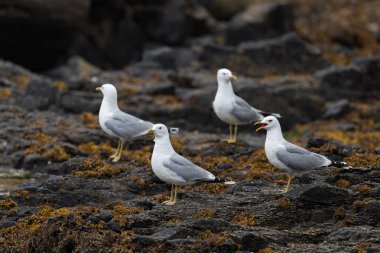 Martı - Larus canus, Kuzey Avrupa deniz ve okyanus kıyılarından güzel martı, Runde, Norveç.