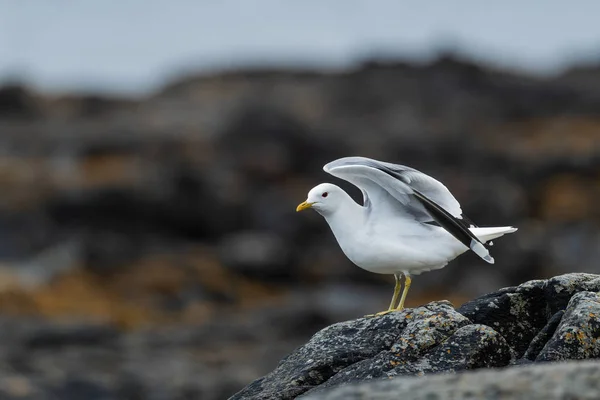 Common Gull - Larus canus, beautiful common gull from north European sea and ocean coasts, Runde, Norway.