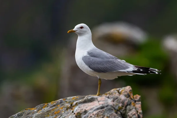 Common Gull - Larus canus, beautiful common gull from north European sea and ocean coasts, Runde, Norway.