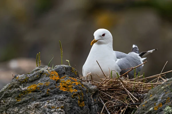 Common Gull - Larus canus, beautiful common gull from north European sea and ocean coasts, Runde, Norway.