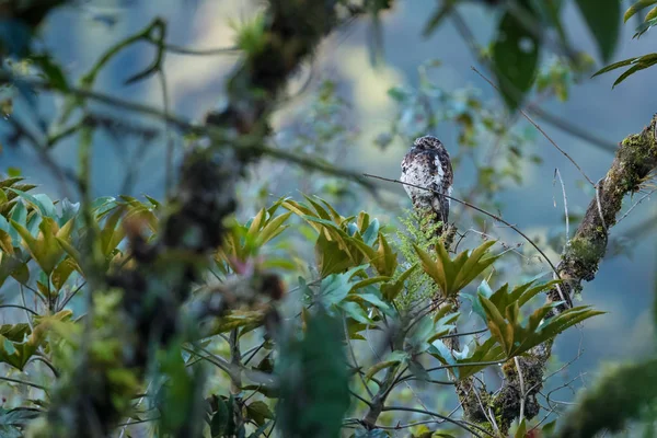 Andean Potoo Nyctibius Maculosus Рідкісний Спеціальний Птах Сидить Верхівці Дерева — стокове фото