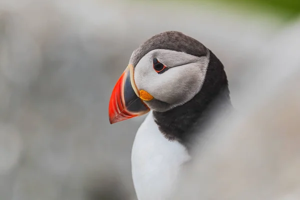 Puffin Atlantycki Fratercula Arctica Piękne Kolorowe Połowy Ptaków Morskich Oceanie — Zdjęcie stockowe