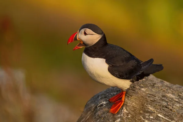 Puffin Atlantycki Fratercula Arctica Piękne Kolorowe Połowy Ptaków Morskich Oceanie — Zdjęcie stockowe