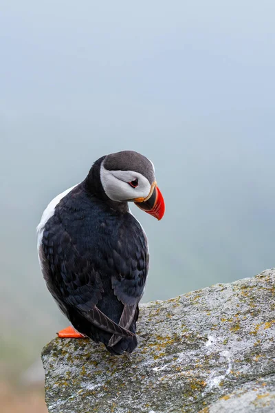 Atlantic Puffin Fratercula Arctica Bela Pesca Aves Marinhas Coloridas Oceano — Fotografia de Stock