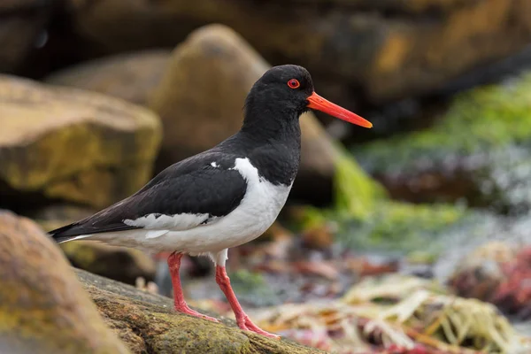 Avrasya Stiridye Yakalayıcısı Haematopus Ostralegus Avrupa Asya Kıyılarından Uçurumlarından Gelen — Stok fotoğraf