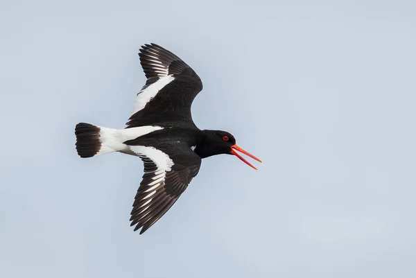 Eurasian Oystercatcher Haematopus Ostralegus Beautiful Bird European Asian Coasts Cliffs — Stock Photo, Image