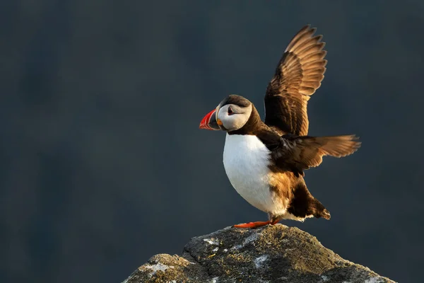 Atlantic Puffin Fratercula Arctica Gyönyörű Színes Tengeri Madár Halászat Atlanti — Stock Fotó