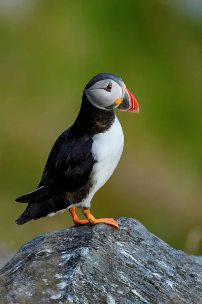 Atlantic Puffin Fratercula Arctica Beautiful Colorful Sea Bird Fishing Atlantic — Stock Photo, Image