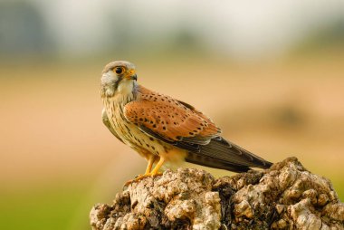 Avrasya Kerkenezi - Falco tinnunculus, Avrupa ve Asya ormanlarından güzel yırtıcı kuş, Hortobagy, Macaristan.