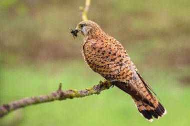 Avrasya Kerkenezi - Falco tinnunculus, Avrupa ve Asya ormanlarından güzel yırtıcı kuş, Hortobagy, Macaristan.