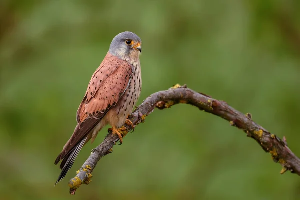 Европеец Кестрель Falco Ttunculus Красивая Хищная Птица Европейских Азиатских Лесов — стоковое фото