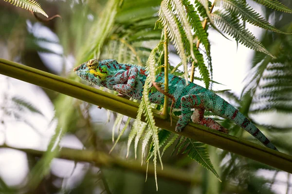 Panther Chameleon Furcifer Pardalis Madagascar Beautiful Lizard Madagascar Rainforest Endemic — Stock Photo, Image