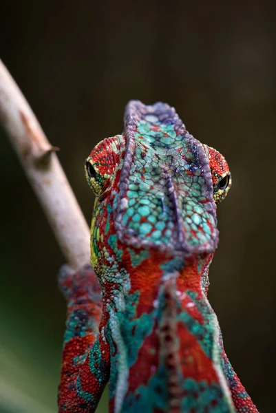 Panther Chameleon Furcifer Pardalis Μαδαγασκάρη Όμορφη Σαύρα Από Τροπικό Δάσος — Φωτογραφία Αρχείου