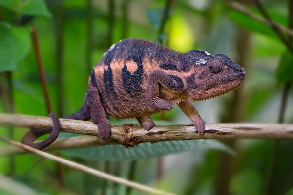 Panther Chameleon Furcifer Pardalis Madagascar Hermosa Lagartija Selva Tropical Madagascar — Foto de Stock