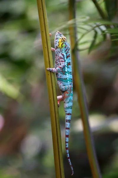Panther Chameleon Furcifer Pardalis Madagascar Magnifique Lézard Madagascar Forêt Tropicale — Photo