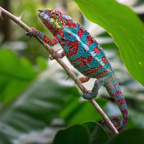 Panther Chameleon Furcifer Pardalis Madagascar Hermosa Lagartija Selva Tropical Madagascar — Foto de Stock