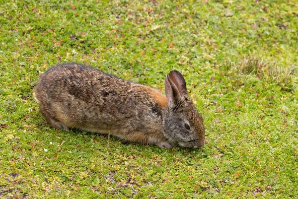 Лесной Кролик Sylvilagus Fallensis Маленький Симпатичный Кролик Высокогорных Склонов Анд — стоковое фото