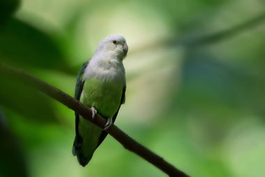 Gri başlı aşk kuşu - Agapornis canus, Madagaskar, Masoala, Madagaskar ormanlarından güzel yeşil ve gri aşk kuşu.
