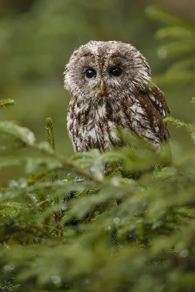 Tawny Owl Strixen Aluco Flott Egen Euroasiansk Skog Skogland Tsjekkia – stockfoto