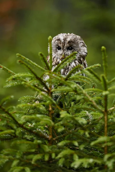 Tawny Owl Strix Aluco Beatiful Own Euroasian Forests Woodlands República — Fotografia de Stock