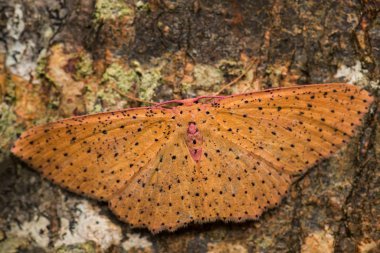 Güve - Cyclophora warreni, Andean ormanlarından güzel turuncu ve kırmızı güve, Vahşi Sumaco Lodge, Ekvador.