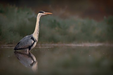 Grey Heron - Ardea cinerea, büyük gri balıkçıl göl ve nehirlerden, Hortobagy, Macaristan.