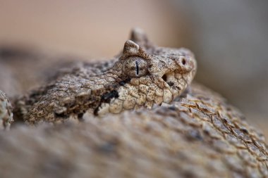 Sidewinder - Crotalus serastes, Birleşik Devletler 'in güneybatısında ve Meksika' nın kuzeybatısında çöl bölgelerinden zehirli çıngıraklı yılan.