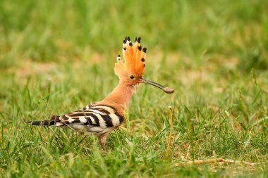 Avrasya Hupoesi - Upupa epops, Avrupa ormanları ve çayırlarından güzel turuncu kuş, Hortobagy, Macaristan.