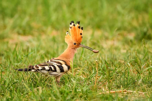 Hoopoe Eurasiático Upupa Epops Hermoso Pájaro Naranja Los Bosques Prados — Foto de Stock