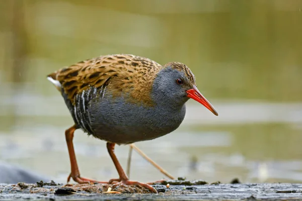 Water Rail Rallus Aquaticus Zeldzame Verlegen Vogel Uit Europees Riet — Stockfoto