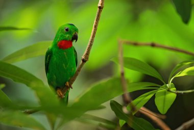 Mavi taçlı papağan - Loriculus galgulus, Doğu Asya ormanlarından güzel yeşil ve kırmızı küçük papağan, Malezya.
