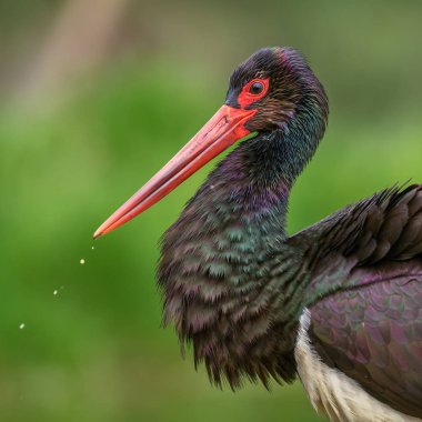 Kara Leylek - Ciconia zencisi, Avrupa tatlı sularından güzel ikonik su kuşu, Hortobagy, Macaristan.