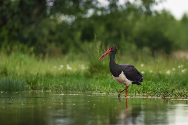 Fekete Gólya Ciconia Nigra Gyönyörű Ikonikus Vízi Madár Európai Édesvizekből — Stock Fotó