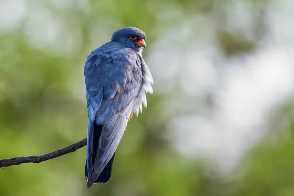 Kızıl Ayaklı Kerkenez Falco Vespertinus Güney Avrupa Ormanları Ormanlarından Güzel — Stok fotoğraf