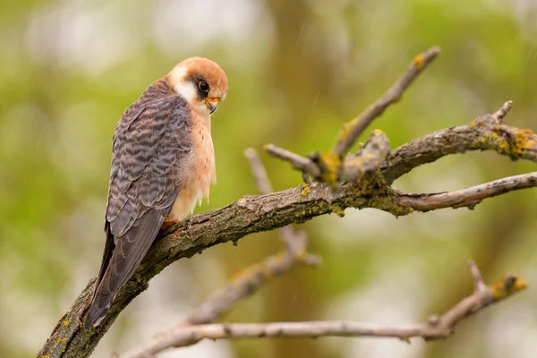 Красноногий Kestrel Falco Vespertinus Красивый Kestrel Южноевропейских Лесов Лесов Венгрия — стоковое фото