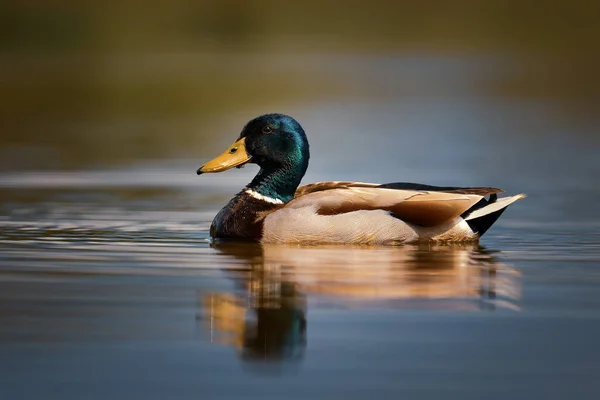 Качка Mallard Платьярино Звичайна Водяна Птиця Європейських Річок Озер Національний — стокове фото