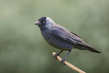 Avrasya Jackdaw - Corvus monedula, Avrasya ormanları ve ormanlarından güzel tüneyen kuş, Hortobagy, Macaristan.