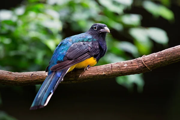 Vitstjärtad Trogon Trogon Viridis Vacker Ikonisk Fågel Från Sydamerikanska Tropiska — Stockfoto
