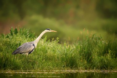 Grey Heron - Ardea cinerea, büyük gri balıkçıl göl ve nehirlerden, Hortobagy, Macaristan.